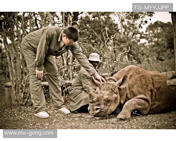 姚明与火鸡的美味邂逅：一场关于美食与篮球的奇妙旅程